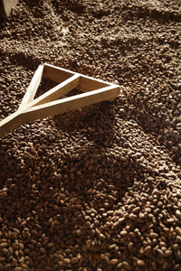 Malagos Cacao Beans - 50 kg Sack
