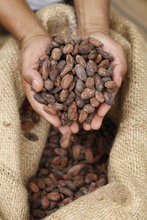 Load image into Gallery viewer, Malagos Cacao Beans - 50 kg Sack