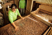 Load image into Gallery viewer, Malagos Cacao Beans - 50 kg Sack
